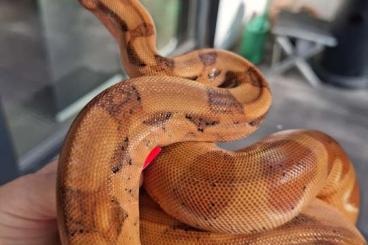 Boas kaufen und verkaufen Photo: Verkaufe 0,1 Boa imperator Boas kaufen und verkaufen Photo: Verkaufe 0,1 Boa imperator