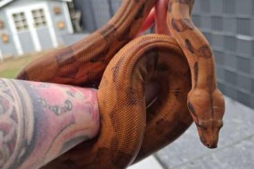 Boas kaufen und verkaufen Foto: Verkaufe 0.1 Boa imperator aus 2023 Boas kaufen und verkaufen Foto: Verkaufe 0.1 Boa imperator aus 2023