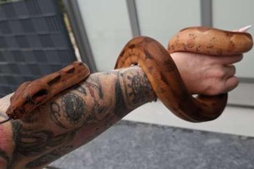 Boas kaufen und verkaufen Foto: Verkaufe 0.1 Boa imperator aus 2023 Boas kaufen und verkaufen Foto: Verkaufe 0.1 Boa imperator aus 2023