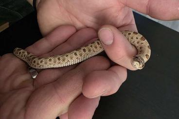 Schlangen kaufen und verkaufen Foto: Heterodon nasicus / Hakennasennatter 