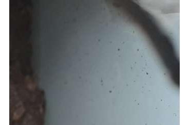 Spinnen und Skorpione kaufen und verkaufen Foto: Phidippus pius Springspinne Hamburg/Hannover Spinnen und Skorpione kaufen und verkaufen Foto: Phidippus pius Springspinne Hamburg/Hannover