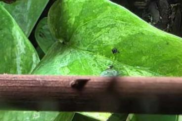 Geckos kaufen und verkaufen Foto: Lygodactylus Conraui mit Terrarium Geckos kaufen und verkaufen Foto: Lygodactylus Conraui mit Terrarium