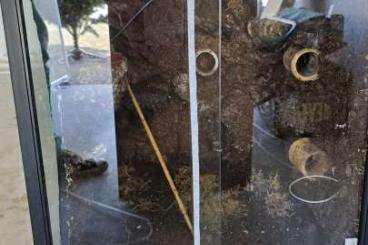 Enclosures kaufen und verkaufen Photo: Terrarium für z.B Zwerggeckos