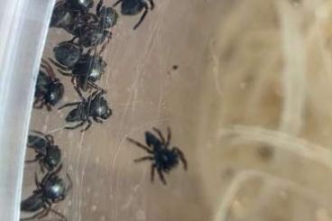 Spinnen und Skorpione kaufen und verkaufen Foto: Phidippus Bahama-Florida Springspinnen Spinnen und Skorpione kaufen und verkaufen Foto: Phidippus Bahama-Florida Springspinnen
