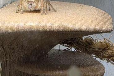 Spinnen und Skorpione kaufen und verkaufen Photo: Phidippus Pius Springspinnen Spinnen und Skorpione kaufen und verkaufen Photo: Phidippus Pius Springspinnen
