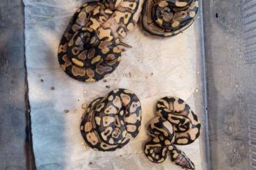 Snakes kaufen und verkaufen Photo: Königspython Python Regius               