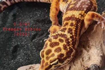 Geckos kaufen und verkaufen Foto: Leopardgeckos 0.2(w) Tremper Albino (2021 und 2019)