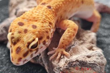 Geckos kaufen und verkaufen Foto: Leopardgecko 0.1(w) unbekannter Morph(2021)