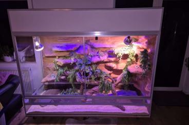 Snakes kaufen und verkaufen Photo: Terrarium Alustecksystem mit dwarf Goldenchild Purple Netzpython Snakes kaufen und verkaufen Photo: Terrarium Alustecksystem mit dwarf Goldenchild Purple Netzpython