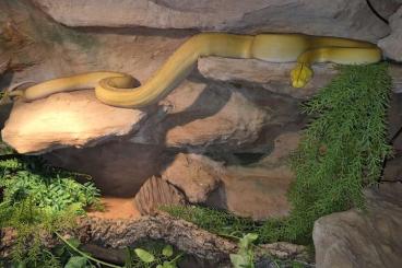 Pythons kaufen und verkaufen Photo: 0.1 Dwarf Goldenchild Purple Netzpython Pythons kaufen und verkaufen Photo: 0.1 Dwarf Goldenchild Purple Netzpython
