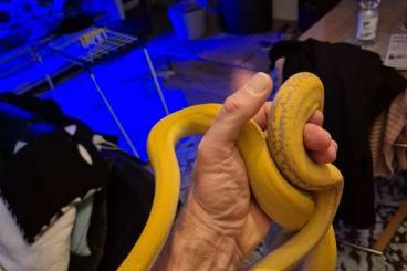 Pythons kaufen und verkaufen Foto: 0.1 Dwarf Goldenchild Purple Netzpython Pythons kaufen und verkaufen Foto: 0.1 Dwarf Goldenchild Purple Netzpython