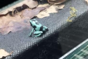 Poison dart frogs kaufen und verkaufen Photo: Dendrobates auratus El cope