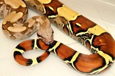 Boas kaufen und verkaufen Foto: 1.0 Boa constrictor constrictor suriname