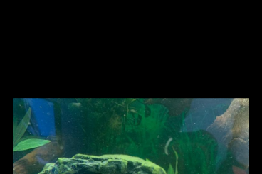 Sumpfschildkröten kaufen und verkaufen Foto: Mississippi-Höckerschildkröte