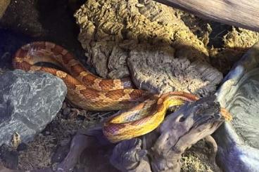 Schlangen kaufen und verkaufen Foto: Kornnatter Männchen 4Jahre alt 