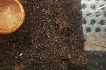 Spinnen und Skorpione kaufen und verkaufen Foto: Biete ENZ T.albopilosus Spinnen und Skorpione kaufen und verkaufen Foto: Biete ENZ T.albopilosus