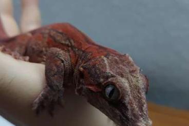 Geckos kaufen und verkaufen Foto: 1.1 unrelated Rhacodactylus auriculatus Geckos kaufen und verkaufen Foto: 1.1 unrelated Rhacodactylus auriculatus