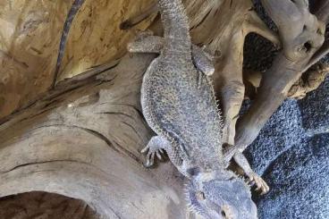 Bearded dragons kaufen und verkaufen Photo: Bartagamenpärchen abzugeben 