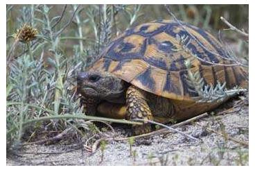Landschildkröten kaufen und verkaufen Foto: griechische Landschildkröten THB