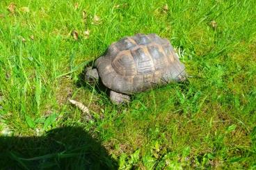Tortoises kaufen und verkaufen Photo: schöne griechische Landschildkröten THB und maurische LS abzugeben Tortoises kaufen und verkaufen Photo: schöne griechische Landschildkröten THB und maurische LS abzugeben