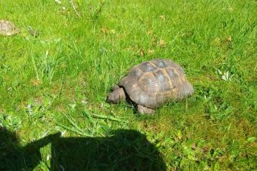 Landschildkröten kaufen und verkaufen Foto: schöne maurische Landschildkröten abzugeben Landschildkröten kaufen und verkaufen Foto: schöne maurische Landschildkröten abzugeben