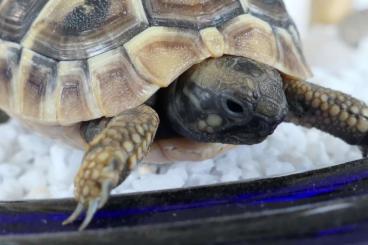 Tortoises kaufen und verkaufen Photo: Griechische Landschildkröten (testudo hermanni) aus 2023