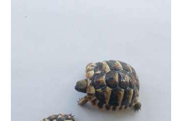 Tortoises kaufen und verkaufen Photo: Noch vier Griechische Landschildkröten - NZ 2024 zu verkaufen Tortoises kaufen und verkaufen Photo: Noch vier Griechische Landschildkröten - NZ 2024 zu verkaufen