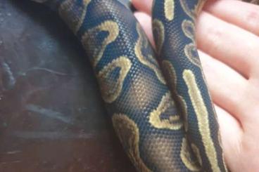 Ball Pythons kaufen und verkaufen Photo: Orfeo sucht ein neues, liebevolles Zuhause