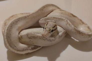 Ball Pythons kaufen und verkaufen Photo: VERSCHENKE KÖNIGSPYTHON SUPER GRAVEL PASTEL 