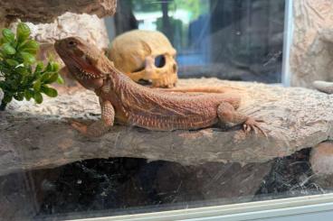 Bearded dragons kaufen und verkaufen Photo: Bartagame Louis sucht ein neues Zuhause Bearded dragons kaufen und verkaufen Photo: Bartagame Louis sucht ein neues Zuhause
