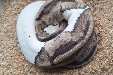 Königspythons kaufen und verkaufen Foto: Ballpythons/ Python regius ! Tausch möglich! Königspythons kaufen und verkaufen Foto: Ballpythons/ Python regius ! Tausch möglich!