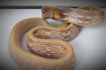 Colubrids kaufen und verkaufen Photo: 1.0 Coelognathus radiatus T+ Albino NZ23 Colubrids kaufen und verkaufen Photo: 1.0 Coelognathus radiatus T+ Albino NZ23