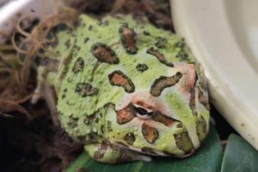 frogs kaufen und verkaufen Photo: Schmuckhornfrosche Albino und Normal frogs kaufen und verkaufen Photo: Schmuckhornfrosche Albino und Normal