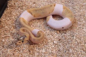 Ball Pythons kaufen und verkaufen Photo: Ballpythons/ Python regius Ball Pythons kaufen und verkaufen Photo: Ballpythons/ Python regius
