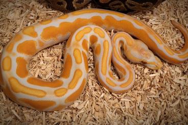 Ball Pythons kaufen und verkaufen Photo: Ballpythons/ Python regius Ball Pythons kaufen und verkaufen Photo: Ballpythons/ Python regius