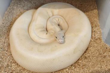 Königspythons kaufen und verkaufen Foto: Königspythons / Ballpythons Königspythons kaufen und verkaufen Foto: Königspythons / Ballpythons