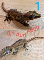 Bild 7/7