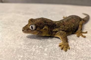 Geckos kaufen und verkaufen Photo: Correlophus cilliatus, Rhacodactylus auriculatus,Mniarogekko chahoua Geckos kaufen und verkaufen Photo: Correlophus cilliatus, Rhacodactylus auriculatus,Mniarogekko chahoua