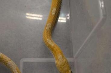 Nattern ungiftige kaufen und verkaufen Foto: 0,3 Kornnattern (Pantherophis guttatus) Nattern ungiftige kaufen und verkaufen Foto: 0,3 Kornnattern (Pantherophis guttatus)