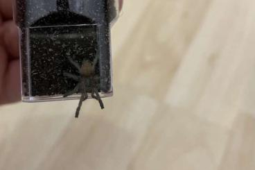 - bird spiders kaufen und verkaufen Photo: Biete Idiothele mira Slings - bird spiders kaufen und verkaufen Photo: Biete Idiothele mira Slings