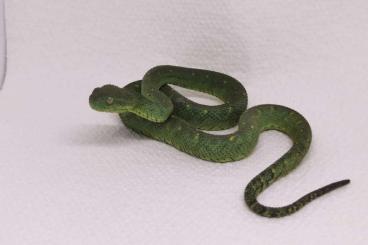 Giftschlangen kaufen und verkaufen Foto: Atheris Squamigera 0.1 grün 
