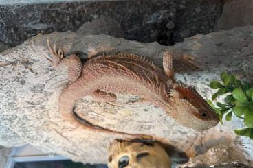 Agama kaufen und verkaufen Photo: Wunderschöne Rote Bartagame abzugeben Agama kaufen und verkaufen Photo: Wunderschöne Rote Bartagame abzugeben