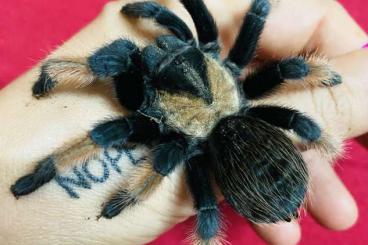 - bird spiders kaufen und verkaufen Photo: Vogelspinnen aktuelle Angebotsliste der Kabelkunstkrabbeltiere.de