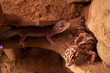 Geckos kaufen und verkaufen Foto: 3 weibliche leopardgeckos