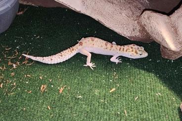 Geckos kaufen und verkaufen Photo: LeopardGecko SuperSnow Blizzard het RAPTOR Geckos kaufen und verkaufen Photo: LeopardGecko SuperSnow Blizzard het RAPTOR