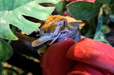 Geckos kaufen und verkaufen Foto: Kronengecko weibchen inkl terrarium und Zubehör Geckos kaufen und verkaufen Foto: Kronengecko weibchen inkl terrarium und Zubehör