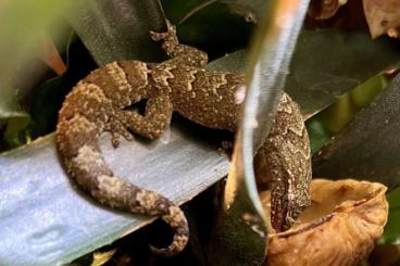 Geckos kaufen und verkaufen Foto: Jungferngeckos lepidodactylus lugubris