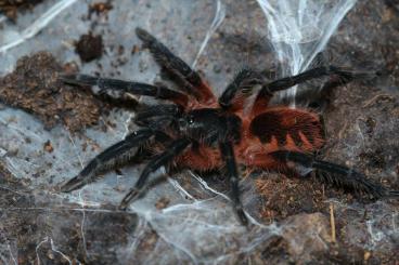 Spinnen und Skorpione kaufen und verkaufen Foto: Biete Vogelspinnen www.tarantulahub.nl