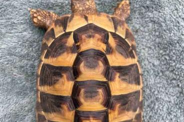 Landschildkröten kaufen und verkaufen Foto: Vergebe männliche Griechische Landschildkröten 