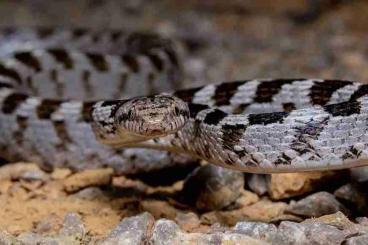 Venomous snakes kaufen und verkaufen Photo: Telescopus fallax (telescopus fallax)